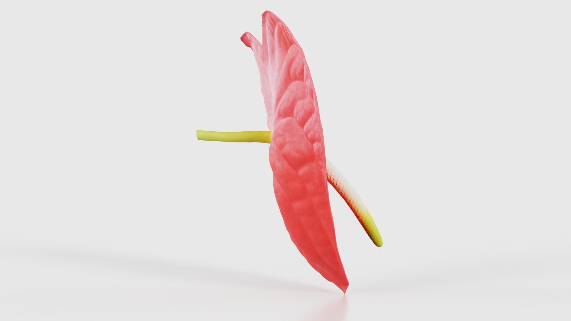 Painters Palette Anthurium Andraeanum Laceleaf Low-poly 3D model_18