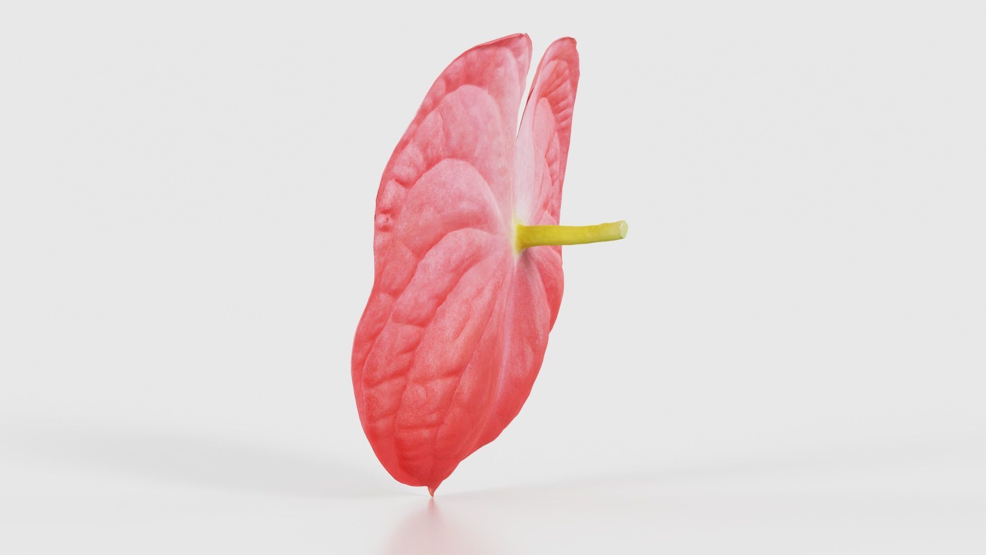 Painters Palette Anthurium Andraeanum Laceleaf Low-poly 3D model_23