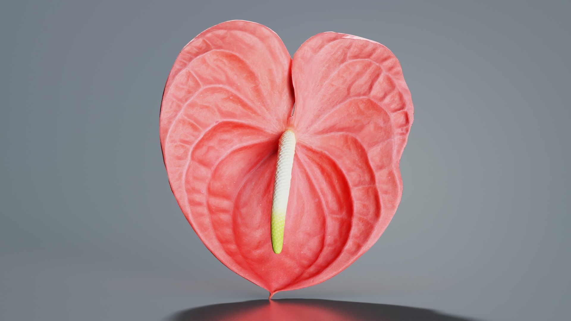 Painters Palette Anthurium Andraeanum Laceleaf Low-poly 3D model_7