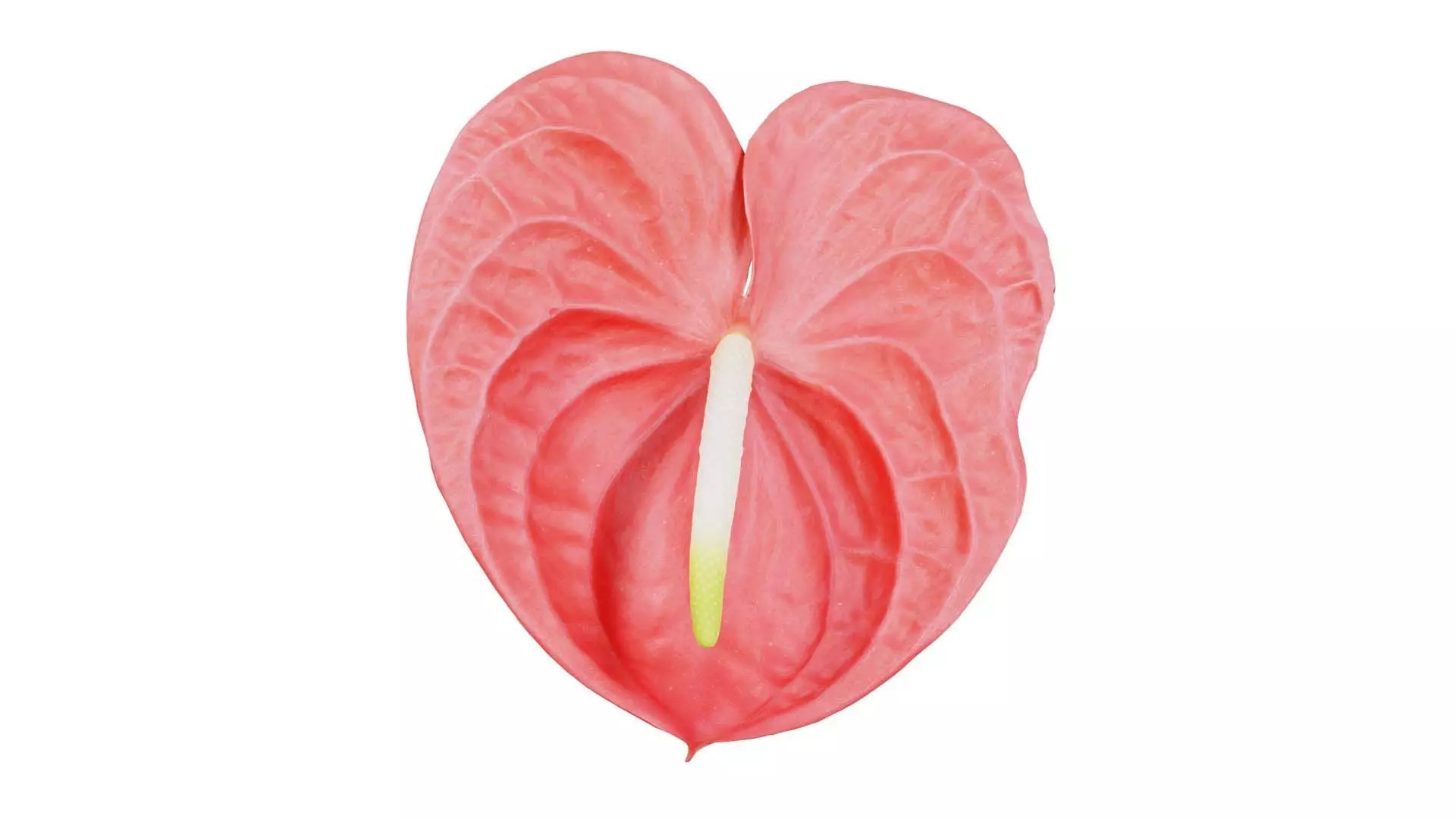 Painters Palette Anthurium Andraeanum Laceleaf Low-poly 3D model_0