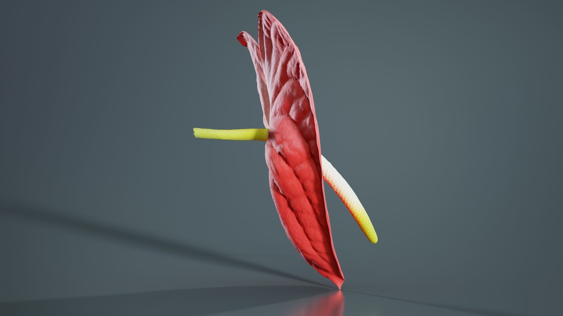Painters Palette Anthurium Andraeanum Laceleaf Low-poly 3D model_6
