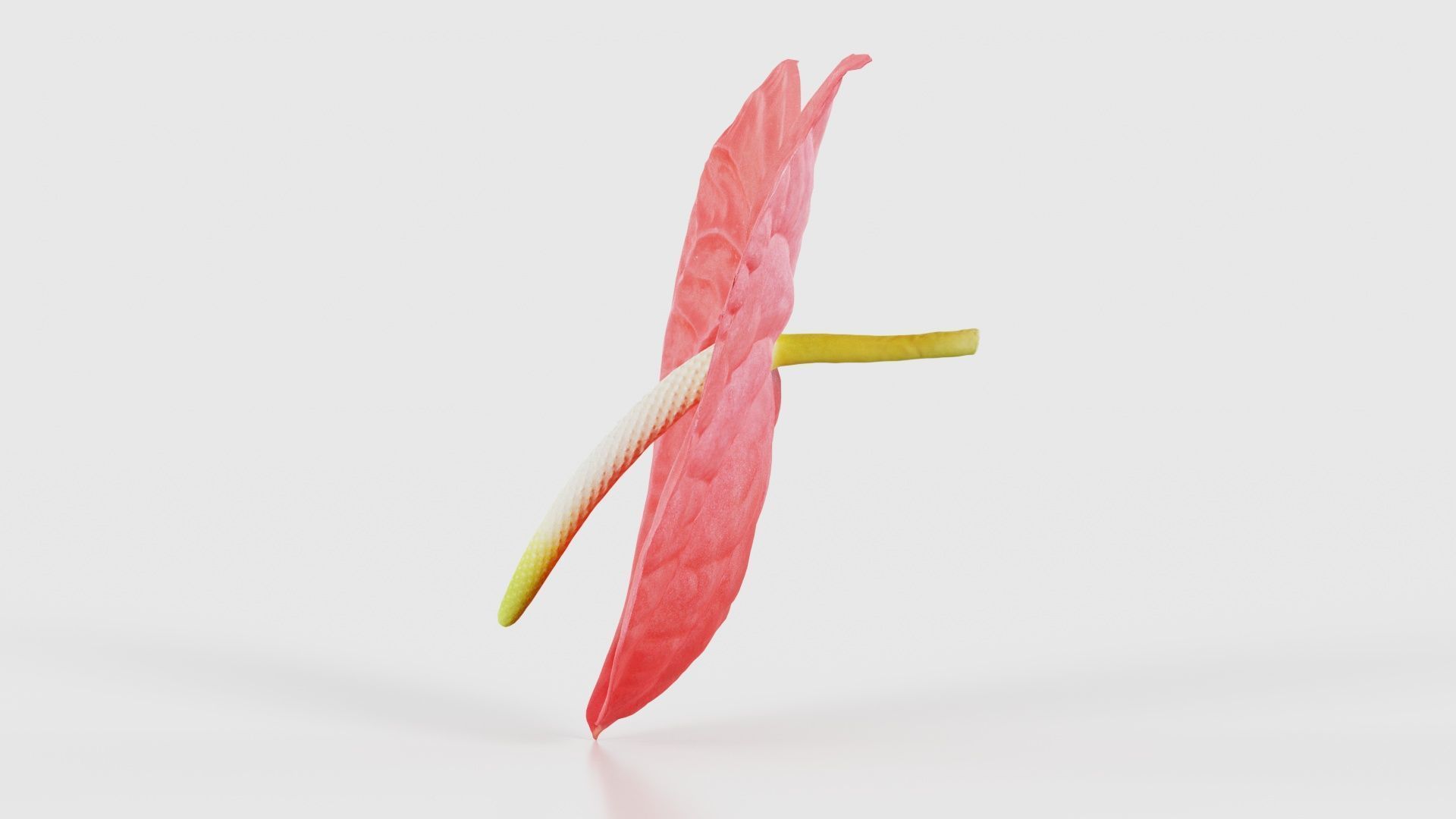 Painters Palette Anthurium Andraeanum Laceleaf Low-poly 3D model_24