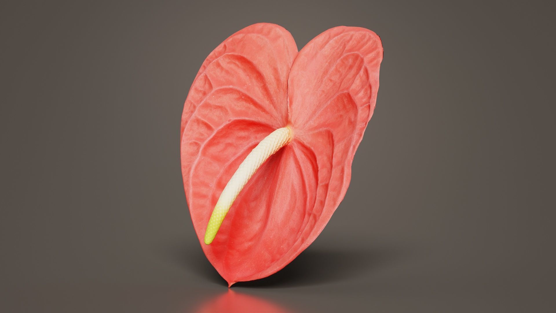 Painters Palette Anthurium Andraeanum Laceleaf Low-poly 3D model_2