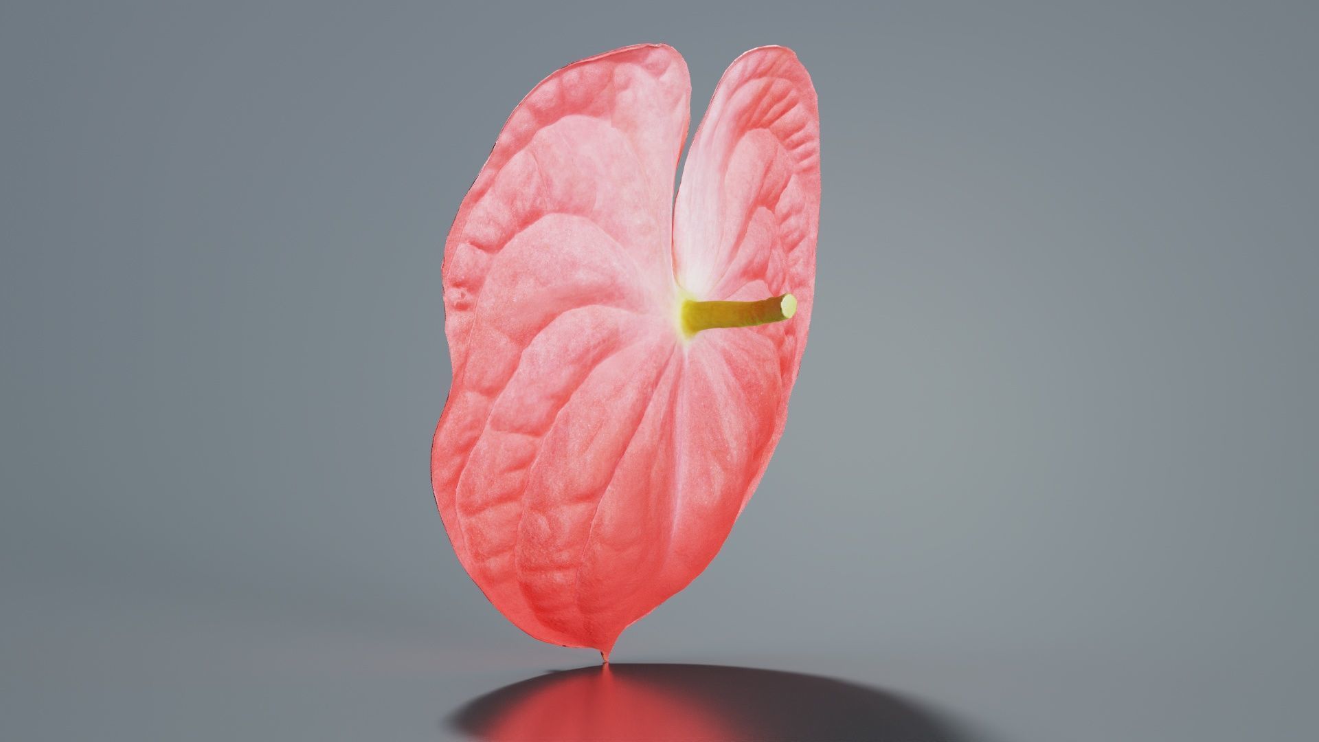 Painters Palette Anthurium Andraeanum Laceleaf Low-poly 3D model_5