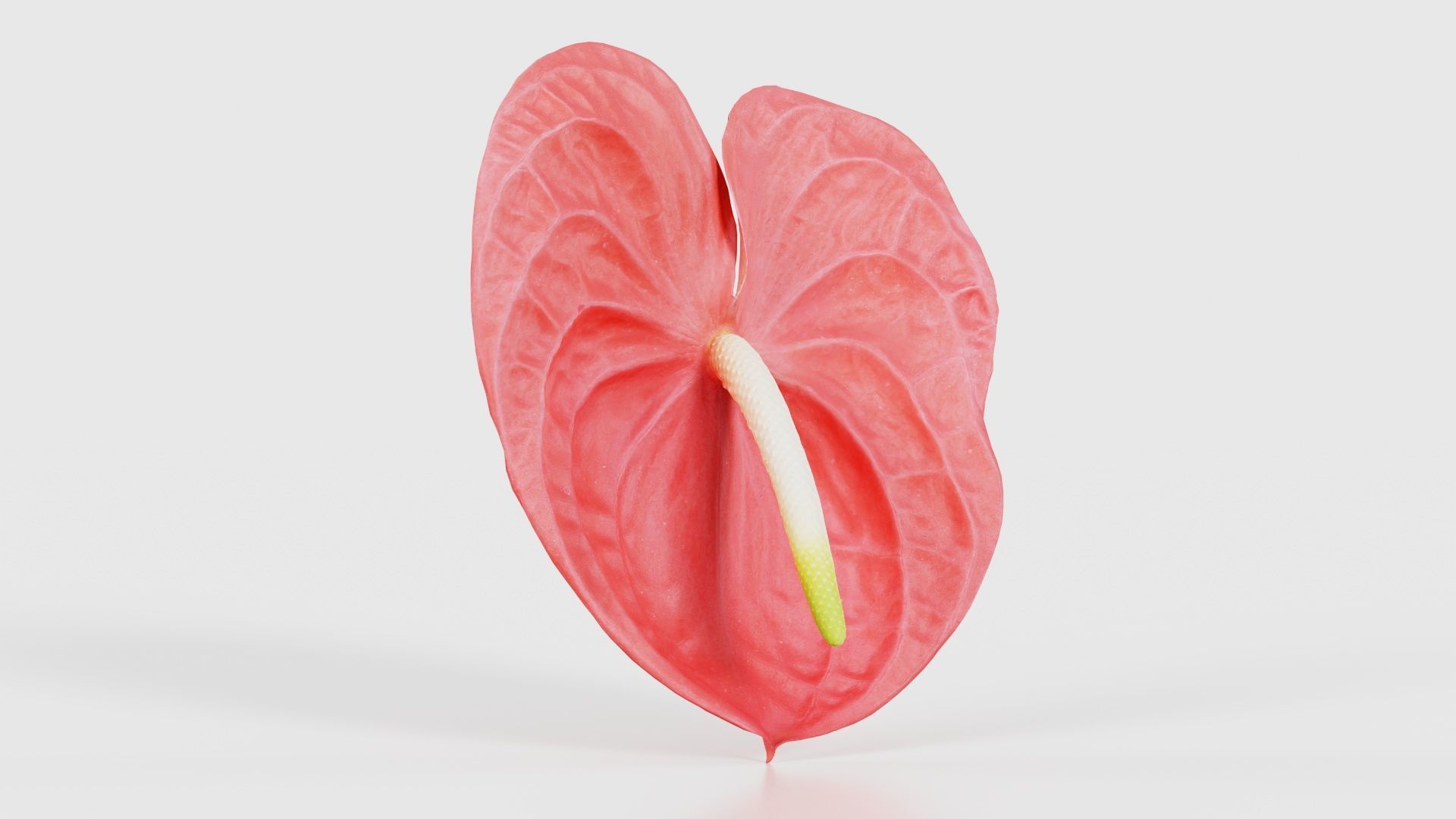 Painters Palette Anthurium Andraeanum Laceleaf Low-poly 3D model_16