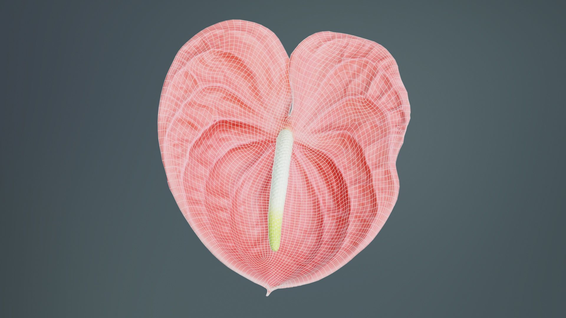 Painters Palette Anthurium Andraeanum Laceleaf Low-poly 3D model_9