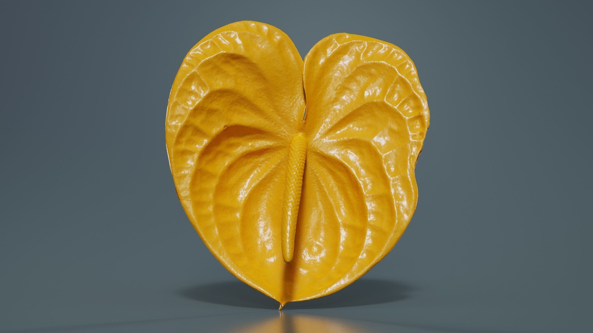 Painters Palette Anthurium Andraeanum Laceleaf Low-poly 3D model_12