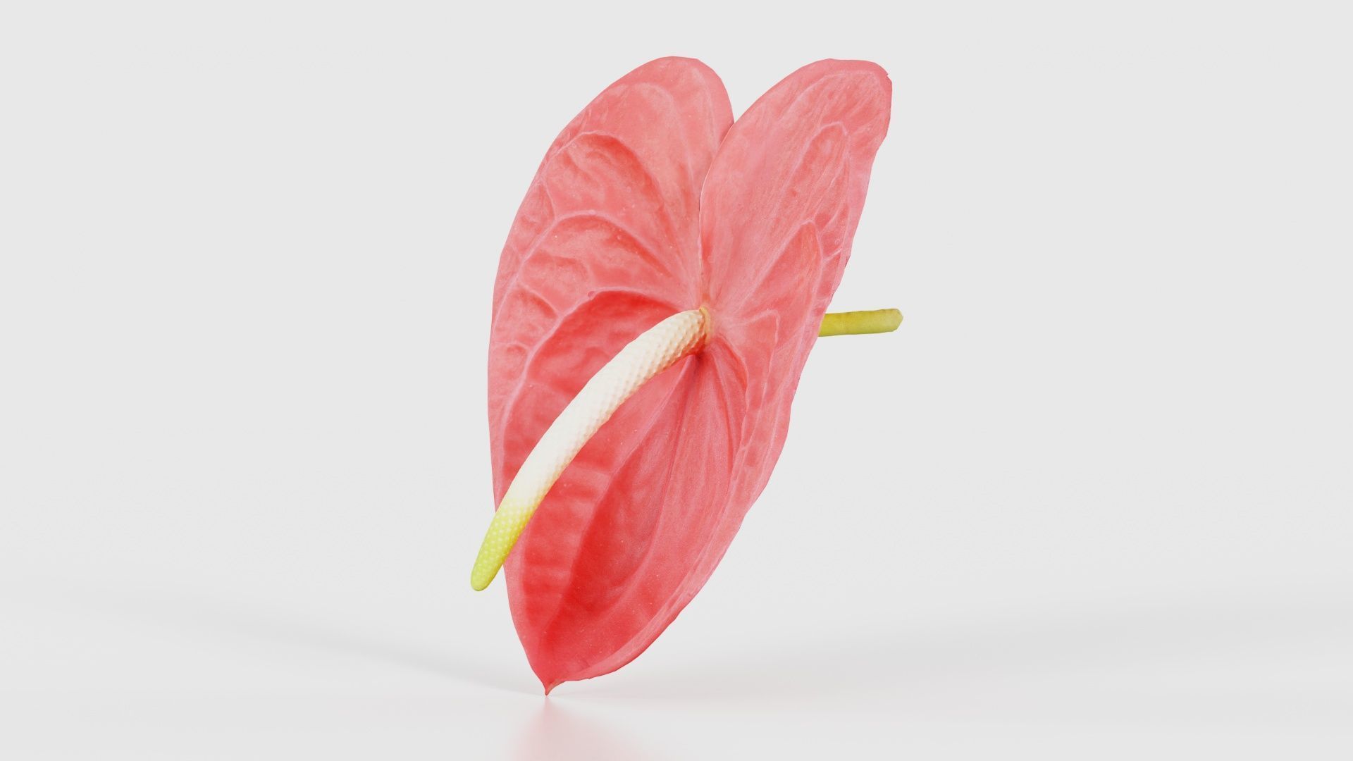Painters Palette Anthurium Andraeanum Laceleaf Low-poly 3D model_25
