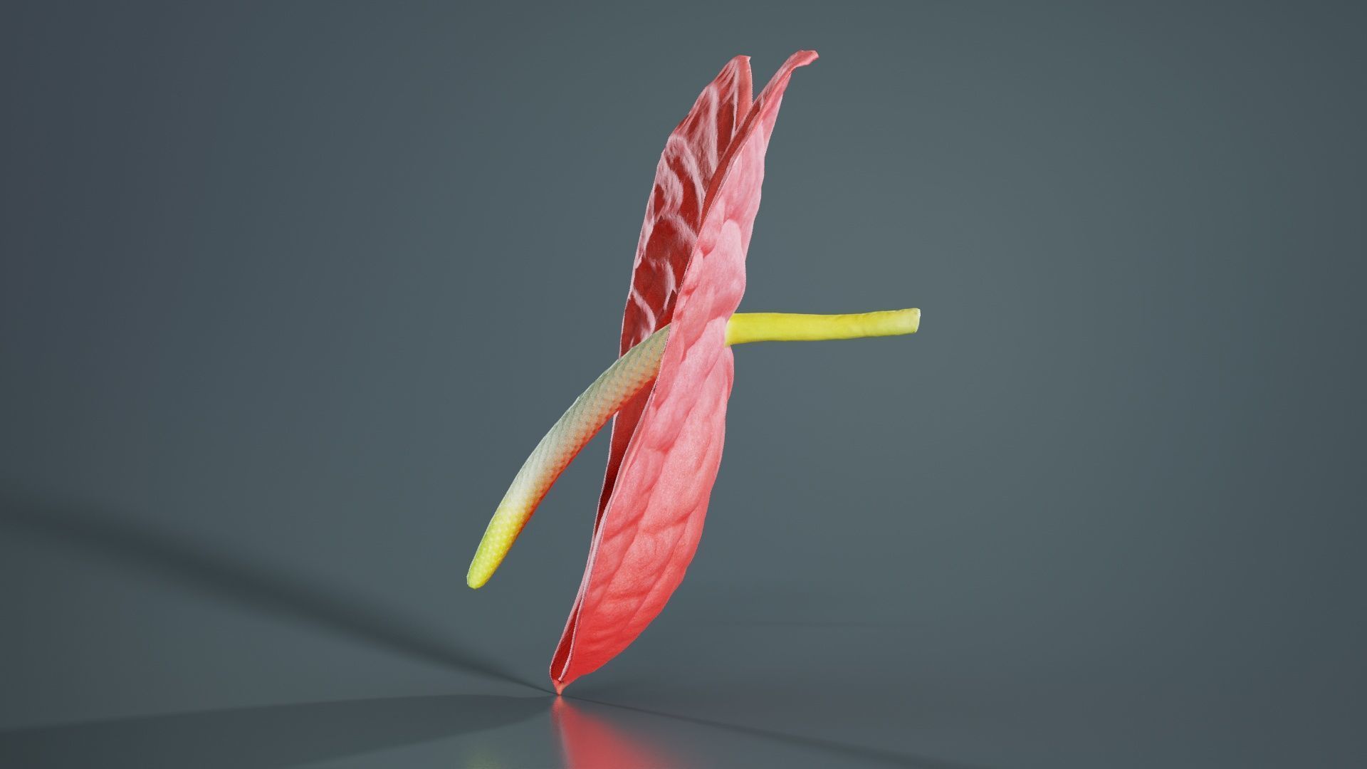 Painters Palette Anthurium Andraeanum Laceleaf Low-poly 3D model_1