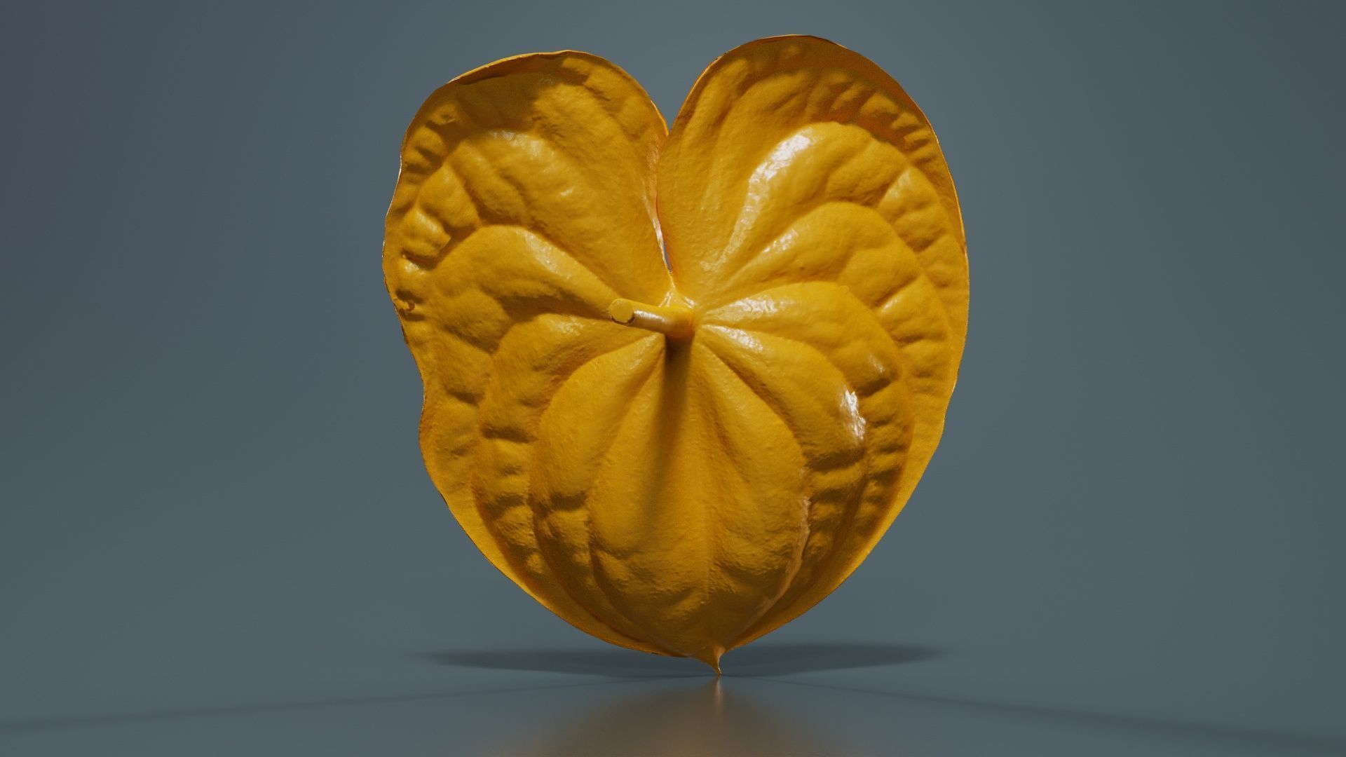 Painters Palette Anthurium Andraeanum Laceleaf Low-poly 3D model_13