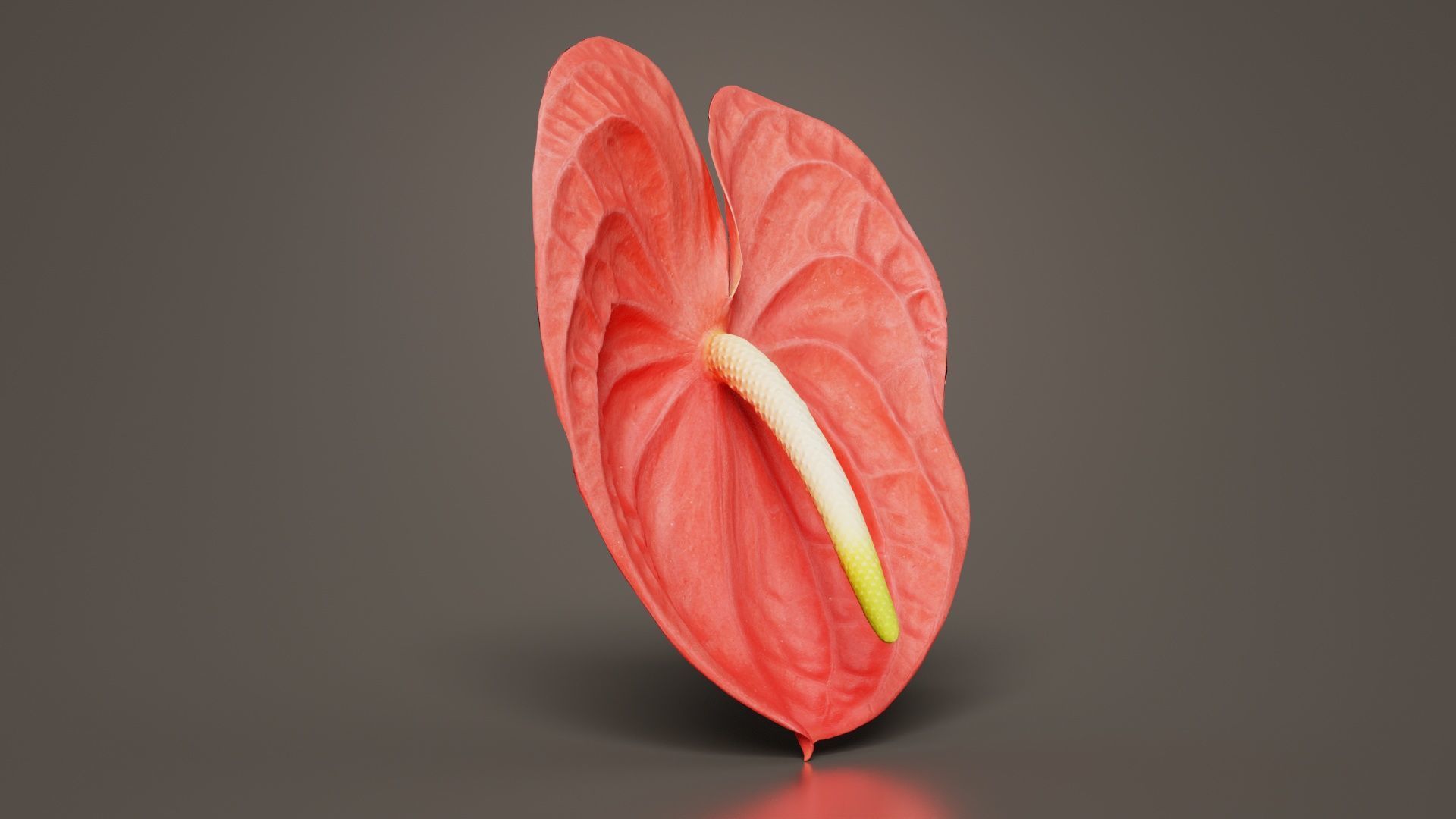 Painters Palette Anthurium Andraeanum Laceleaf Low-poly 3D model_8