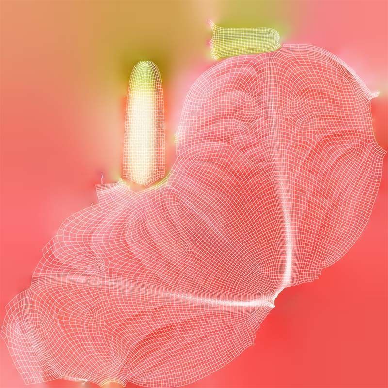 Painters Palette Anthurium Andraeanum Laceleaf Low-poly 3D model_14