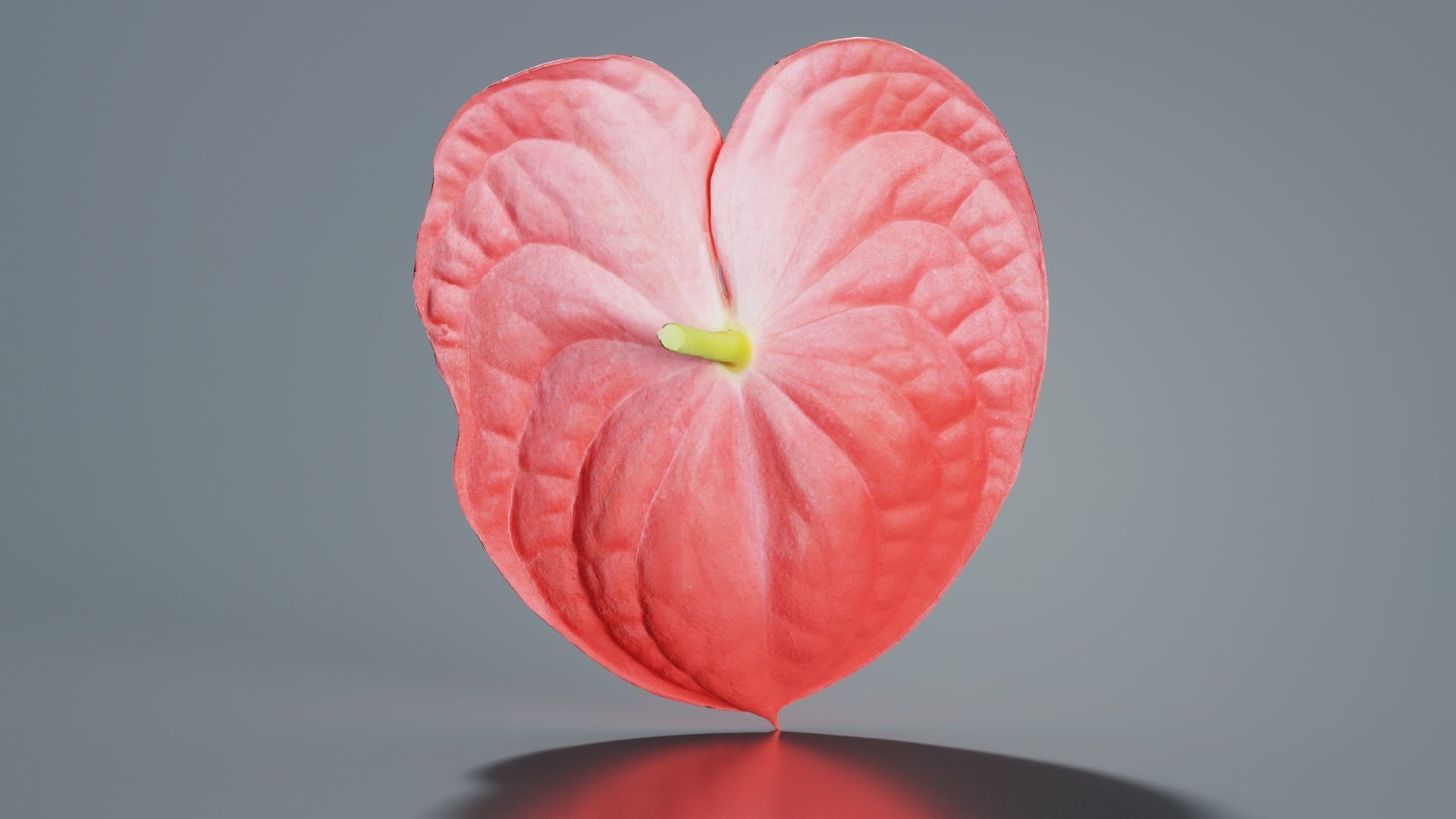 Painters Palette Anthurium Andraeanum Laceleaf Low-poly 3D model_3
