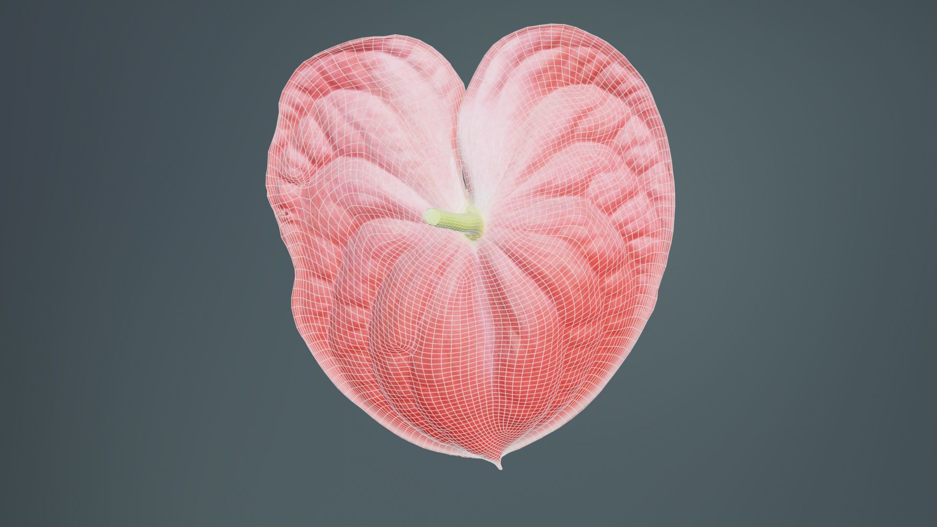 Painters Palette Anthurium Andraeanum Laceleaf Low-poly 3D model_10