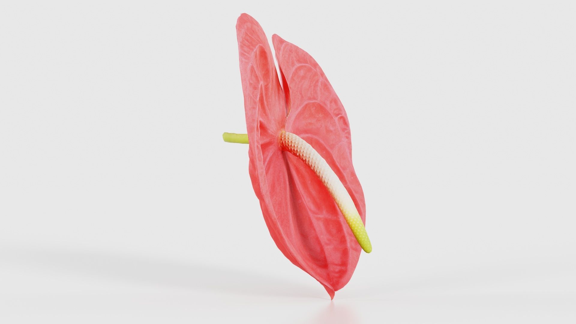 Painters Palette Anthurium Andraeanum Laceleaf Low-poly 3D model_17
