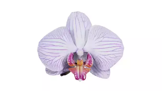 Phalaenopsis Moth Striped Orchid