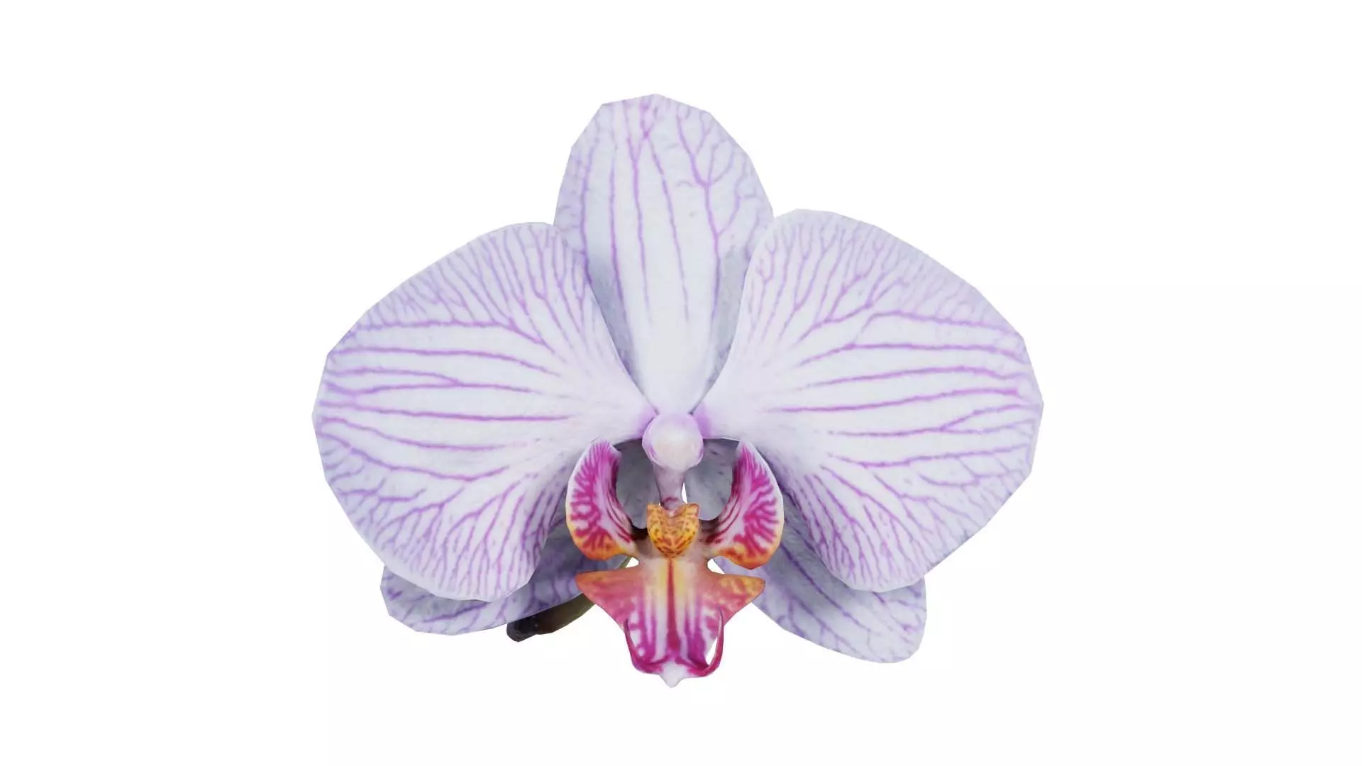 Phalaenopsis Moth Striped Orchid Low-poly 3D model