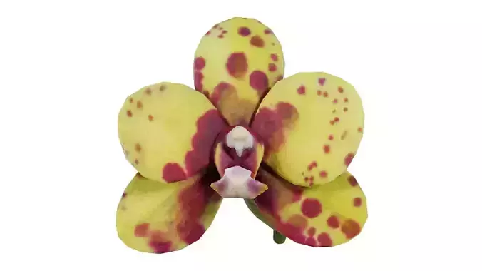 Phalaenopsis Orchid Yellow Petals Pink Spots Low-poly 3D model