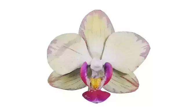 Phalaenopsis Orchid Yellow Pink Petal Blend Low-poly 3D model