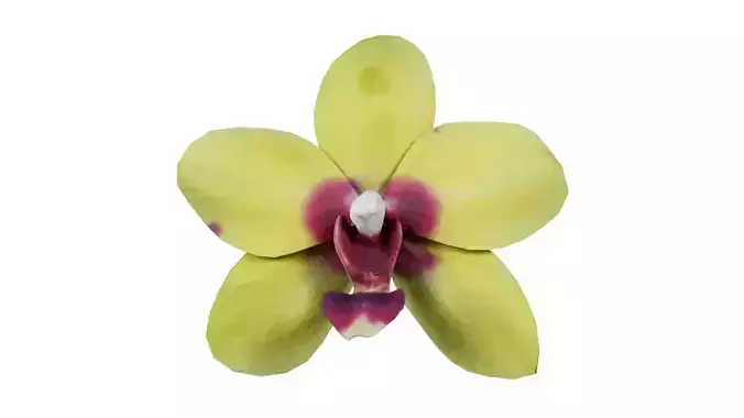 Phalaenopsis Orchid Yellow Red Center Low-poly 3D model