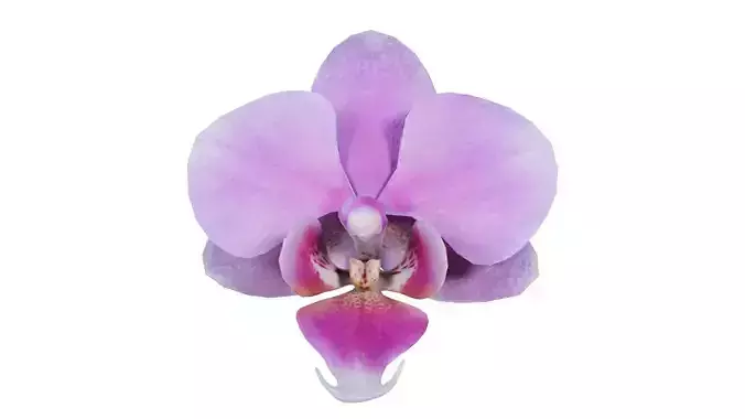 Phalaenopsis Pink Orchid