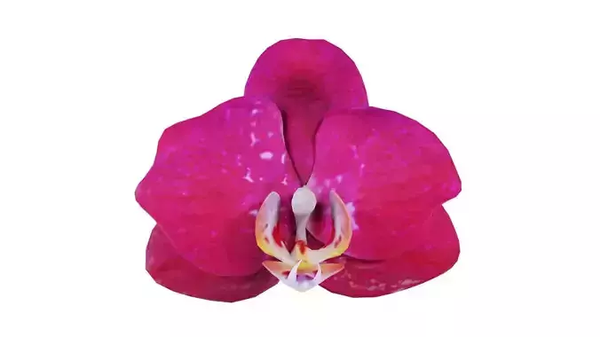 Phalaenopsis Red Orchid Low-poly 3D model