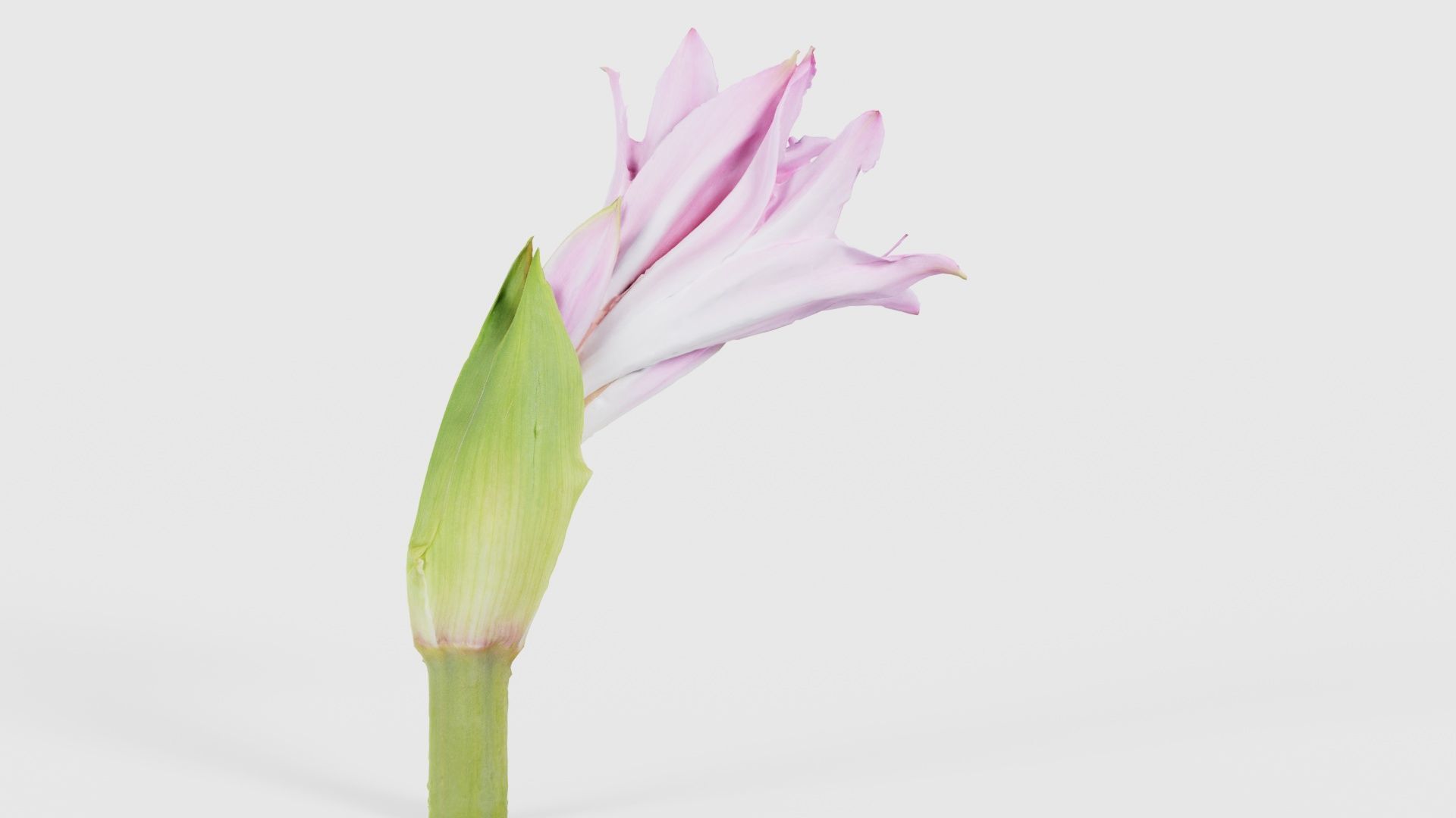 Pink Lily Low-poly 3D model_20