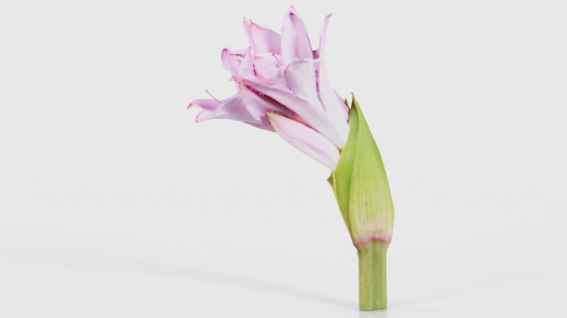 Pink Lily Low-poly 3D model_26