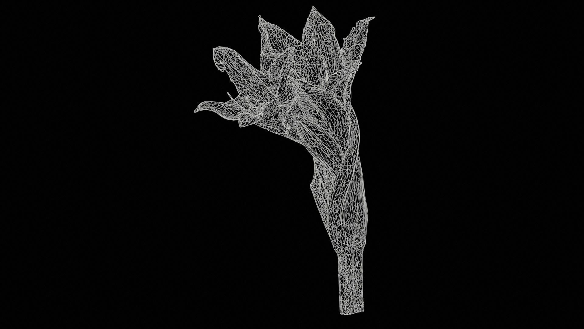 Pink Lily Low-poly 3D model_11