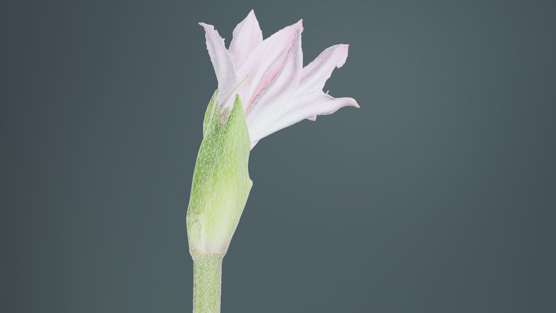 Pink Lily Low-poly 3D model_10