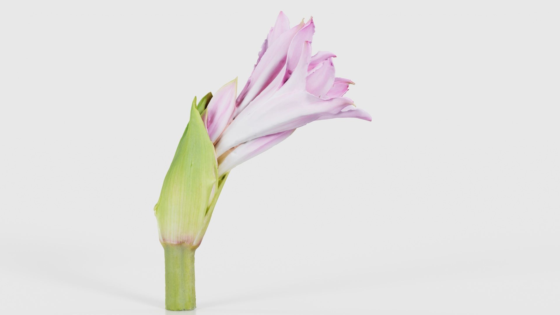 Pink Lily Low-poly 3D model_19