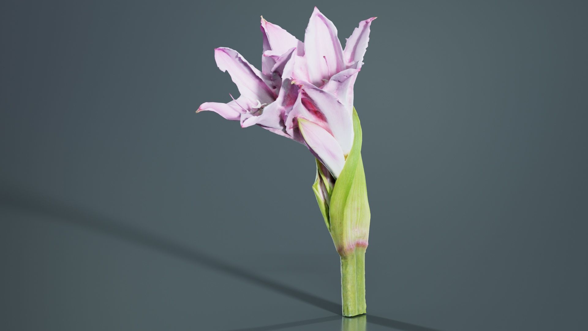 Pink Lily Low-poly 3D model_3