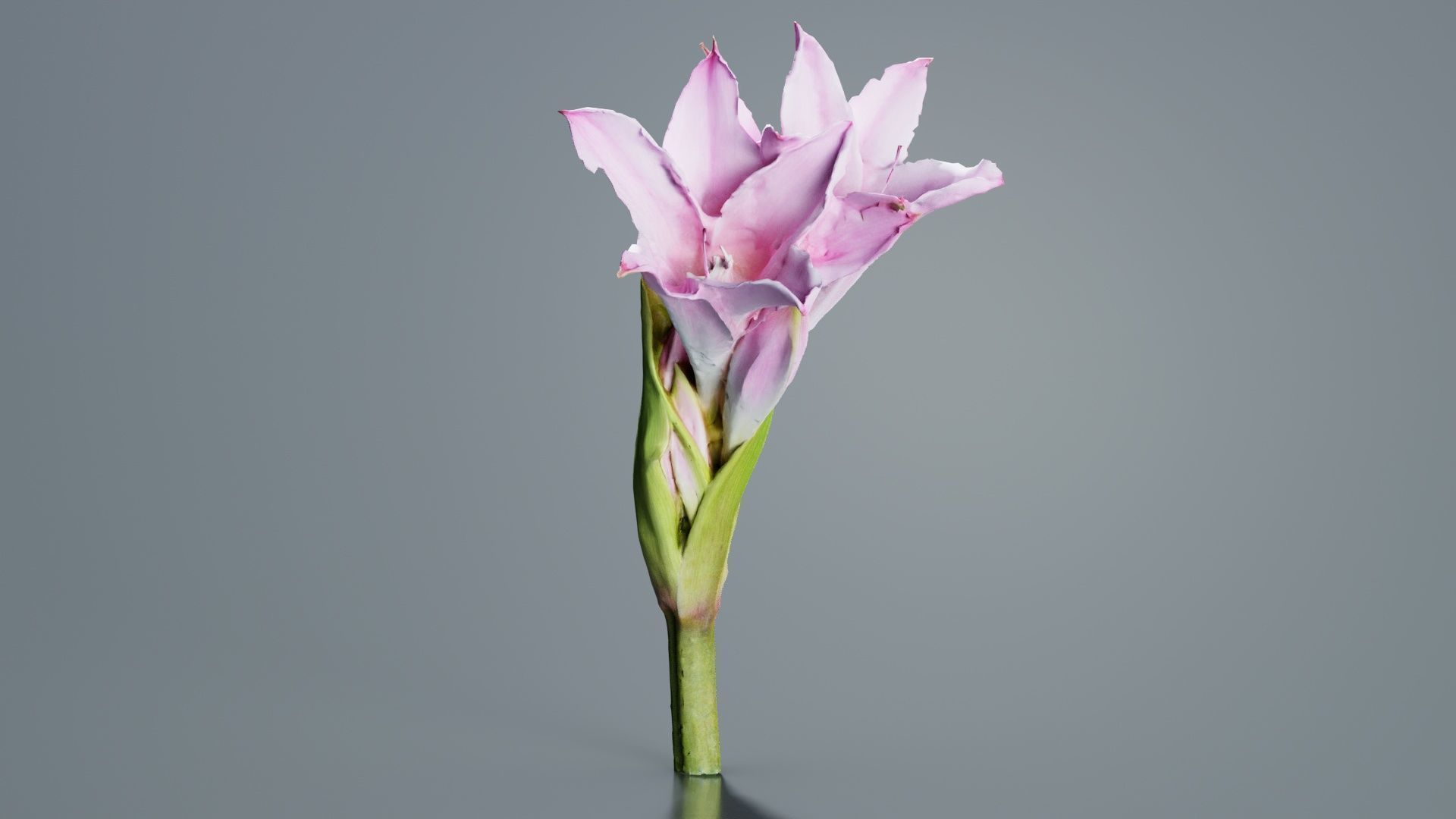 Pink Lily Low-poly 3D model_6