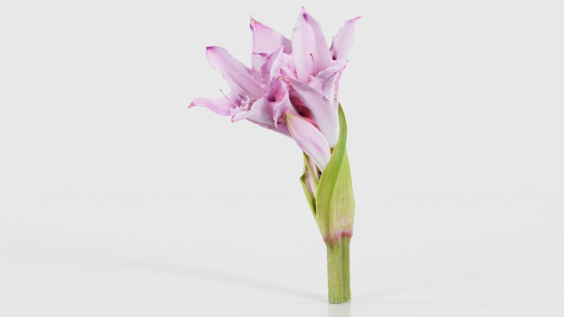 Pink Lily Low-poly 3D model_15