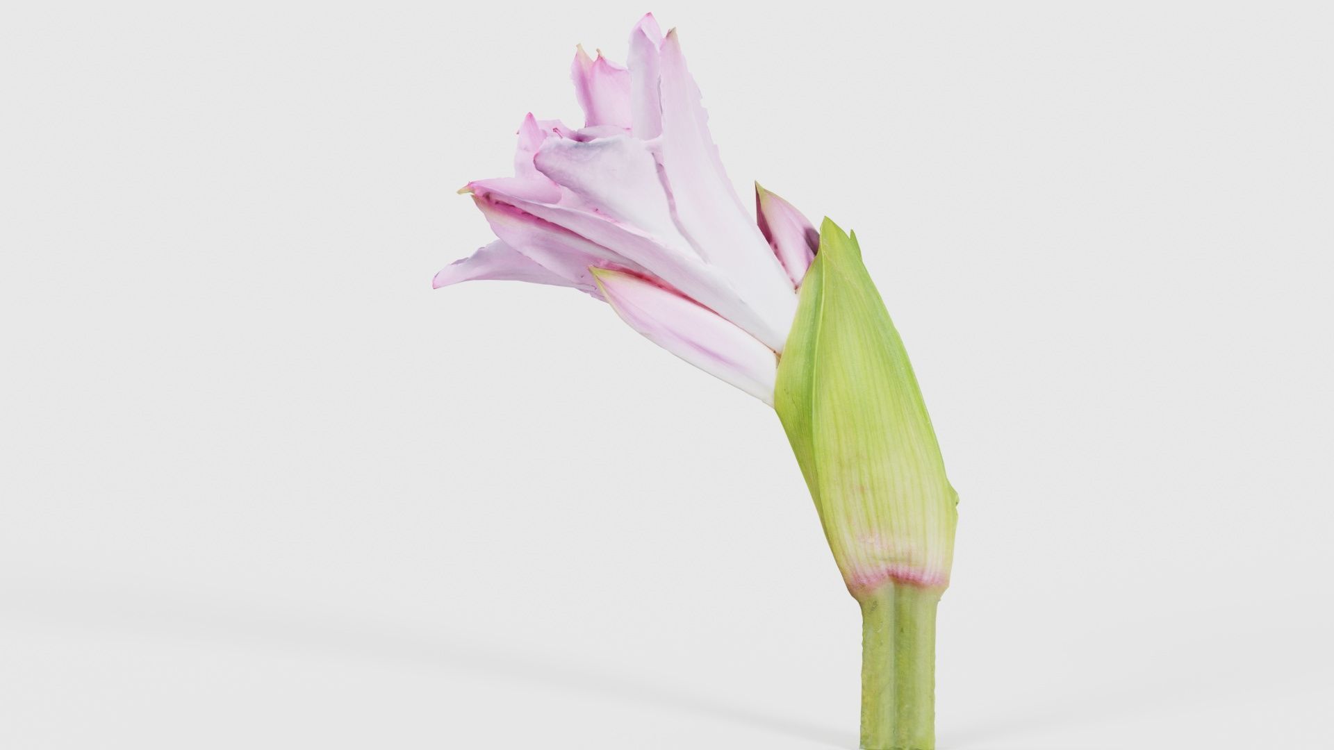 Pink Lily Low-poly 3D model_25