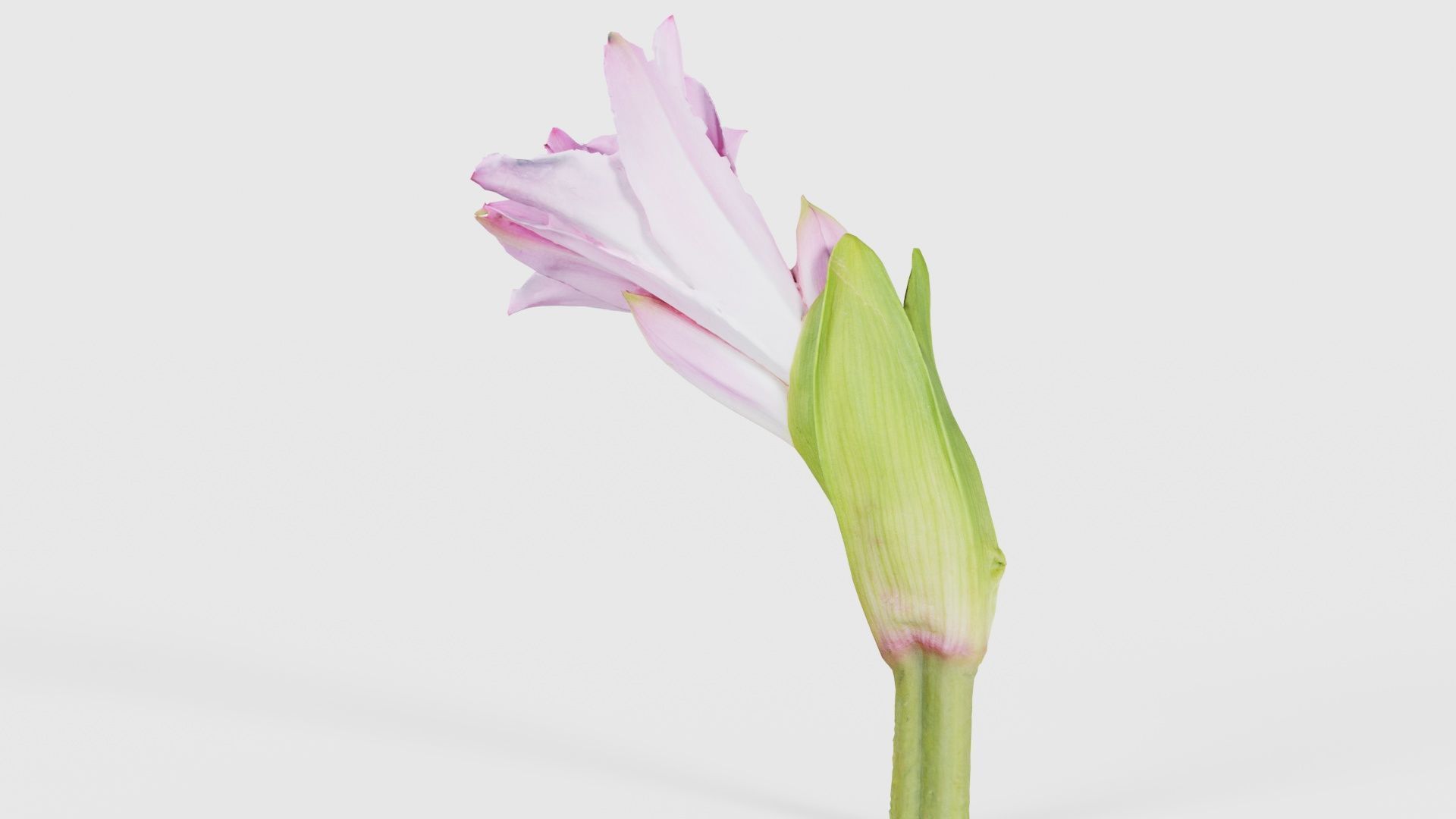 Pink Lily Low-poly 3D model_24