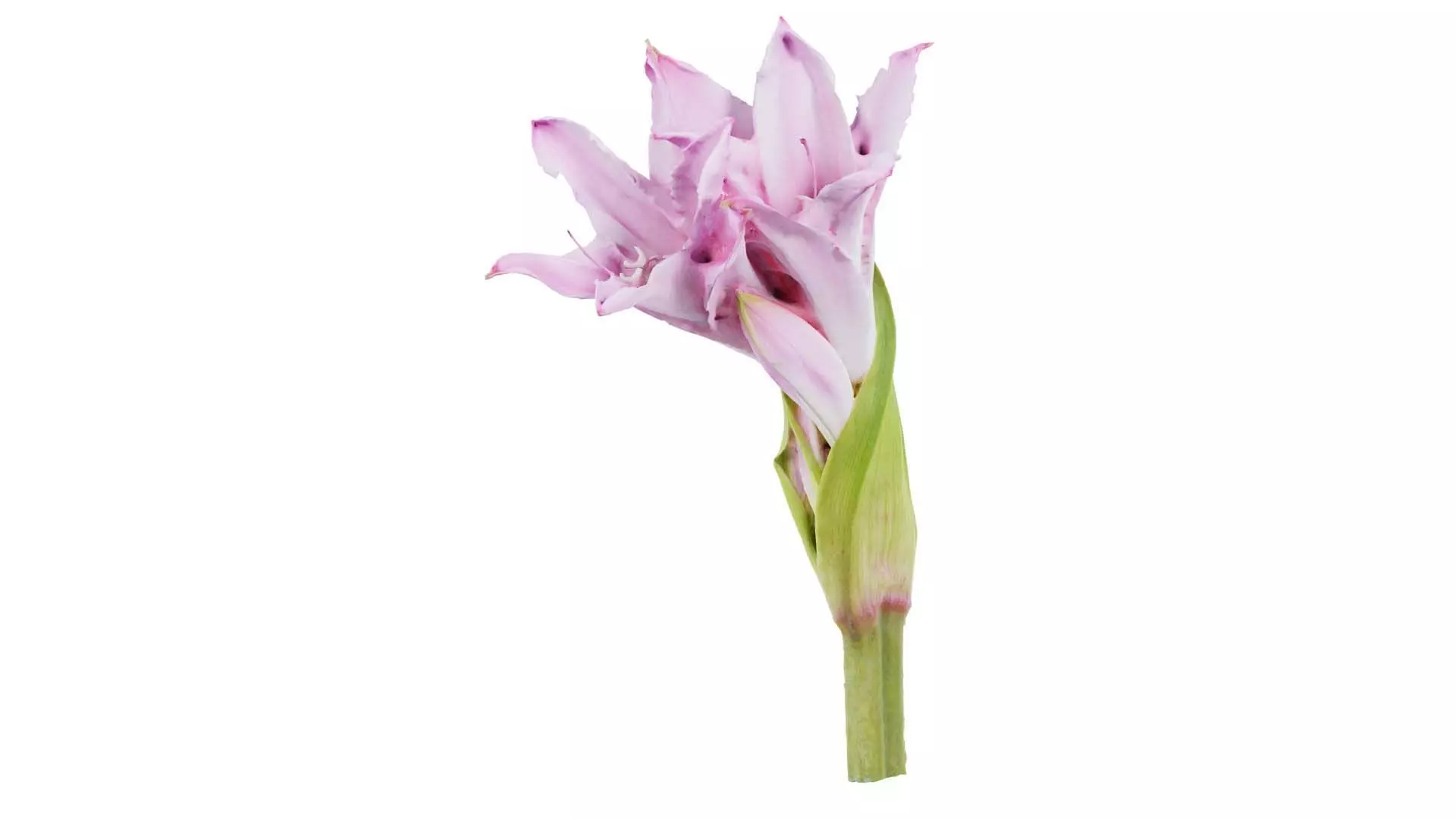 Pink Lily Low-poly 3D model_0