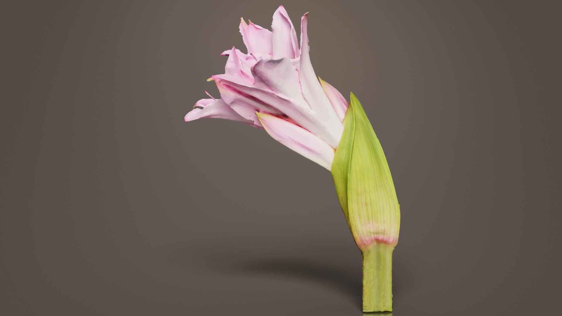 Pink Lily Low-poly 3D model_5