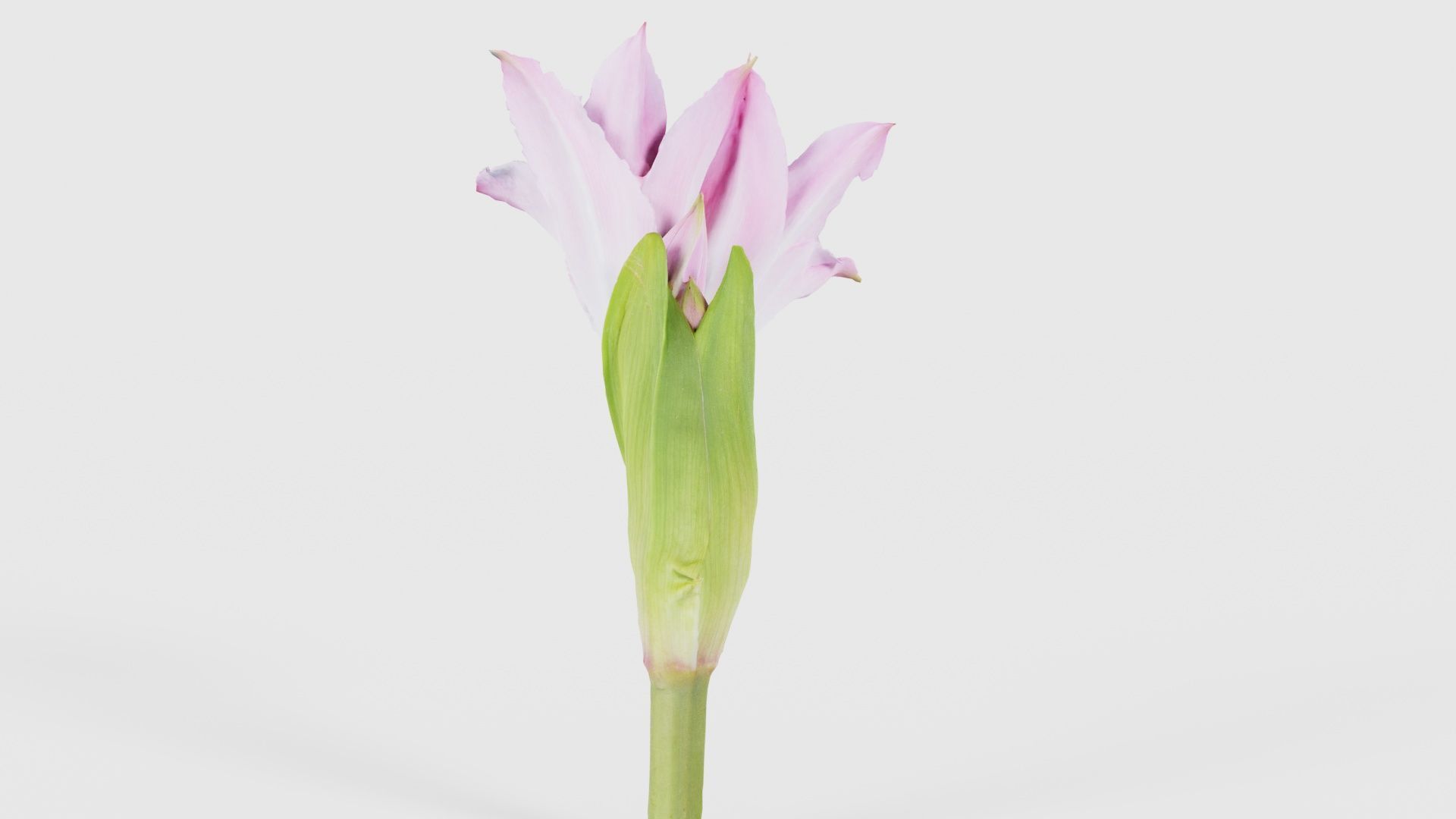 Pink Lily Low-poly 3D model_22