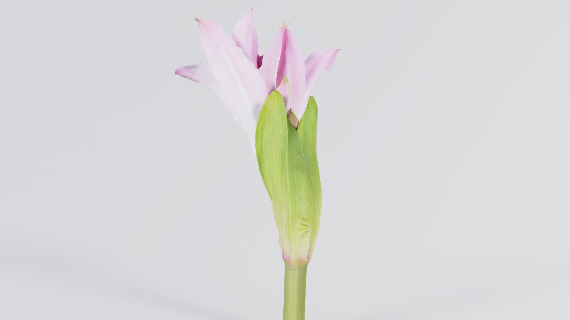 Pink Lily Low-poly 3D model_7