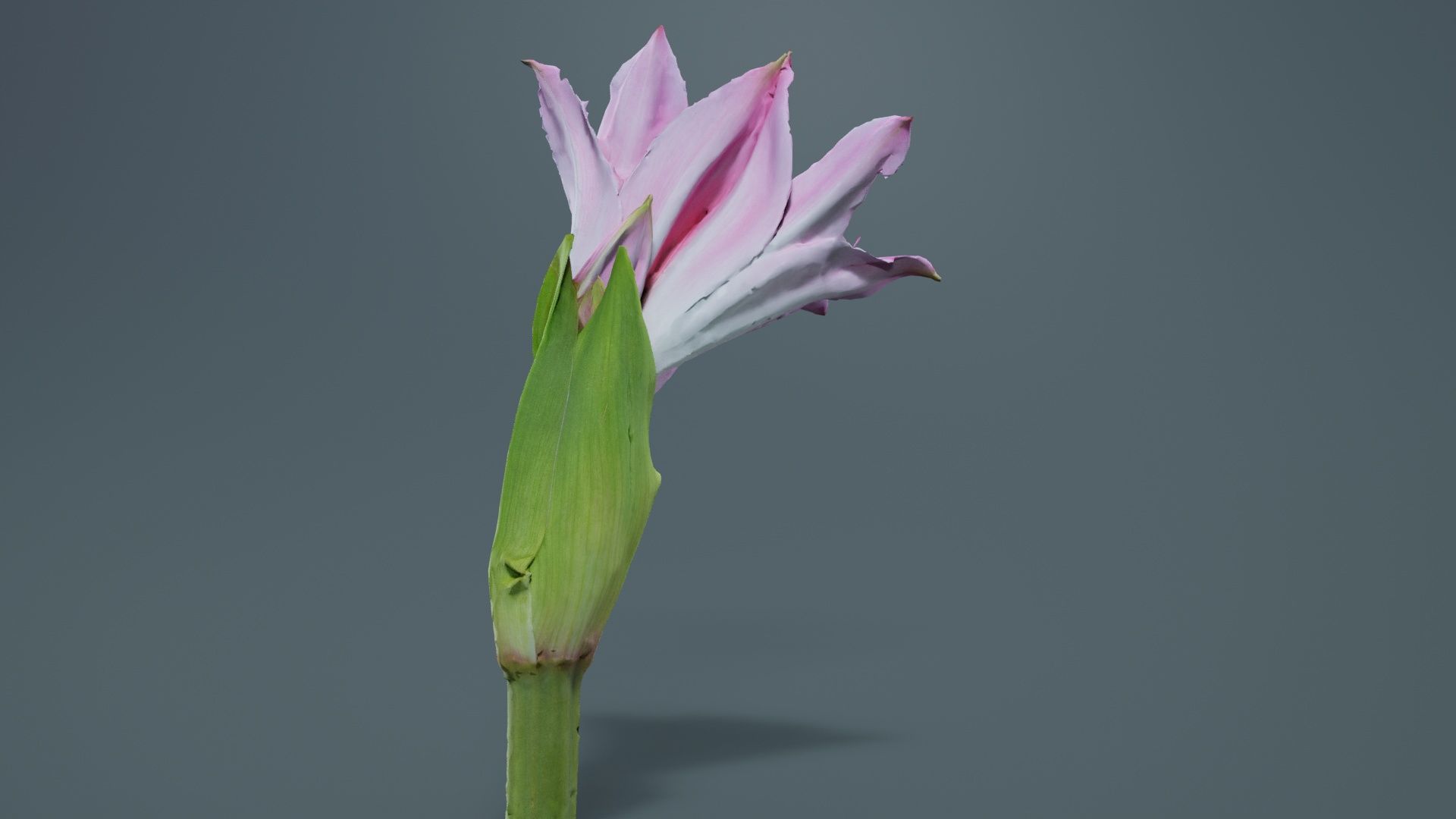 Pink Lily Low-poly 3D model_8