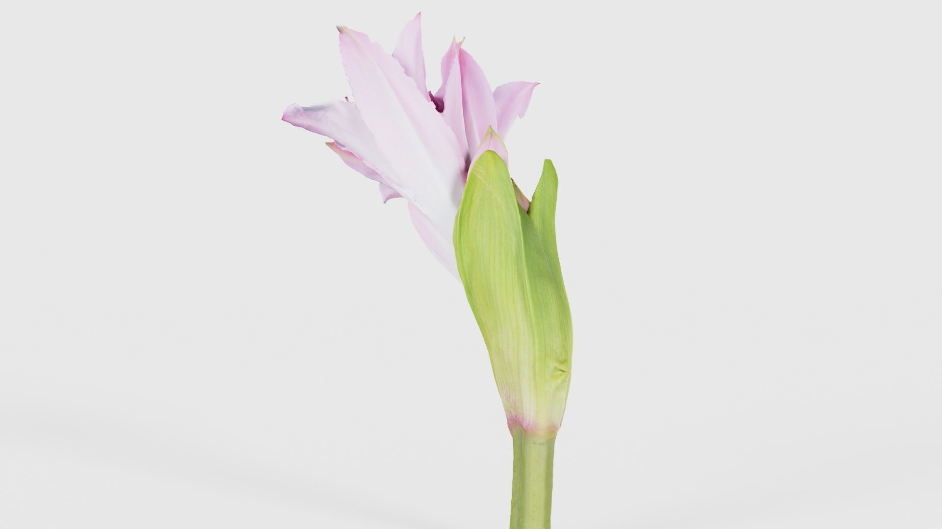 Pink Lily Low-poly 3D model_23