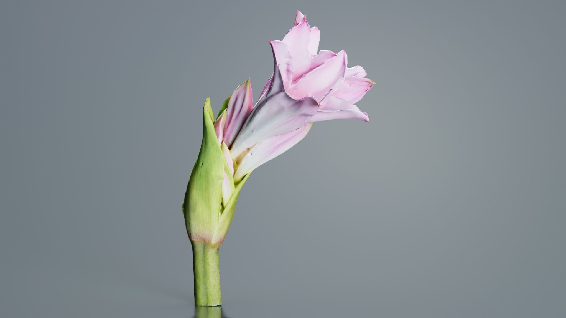 Pink Lily Low-poly 3D model_1