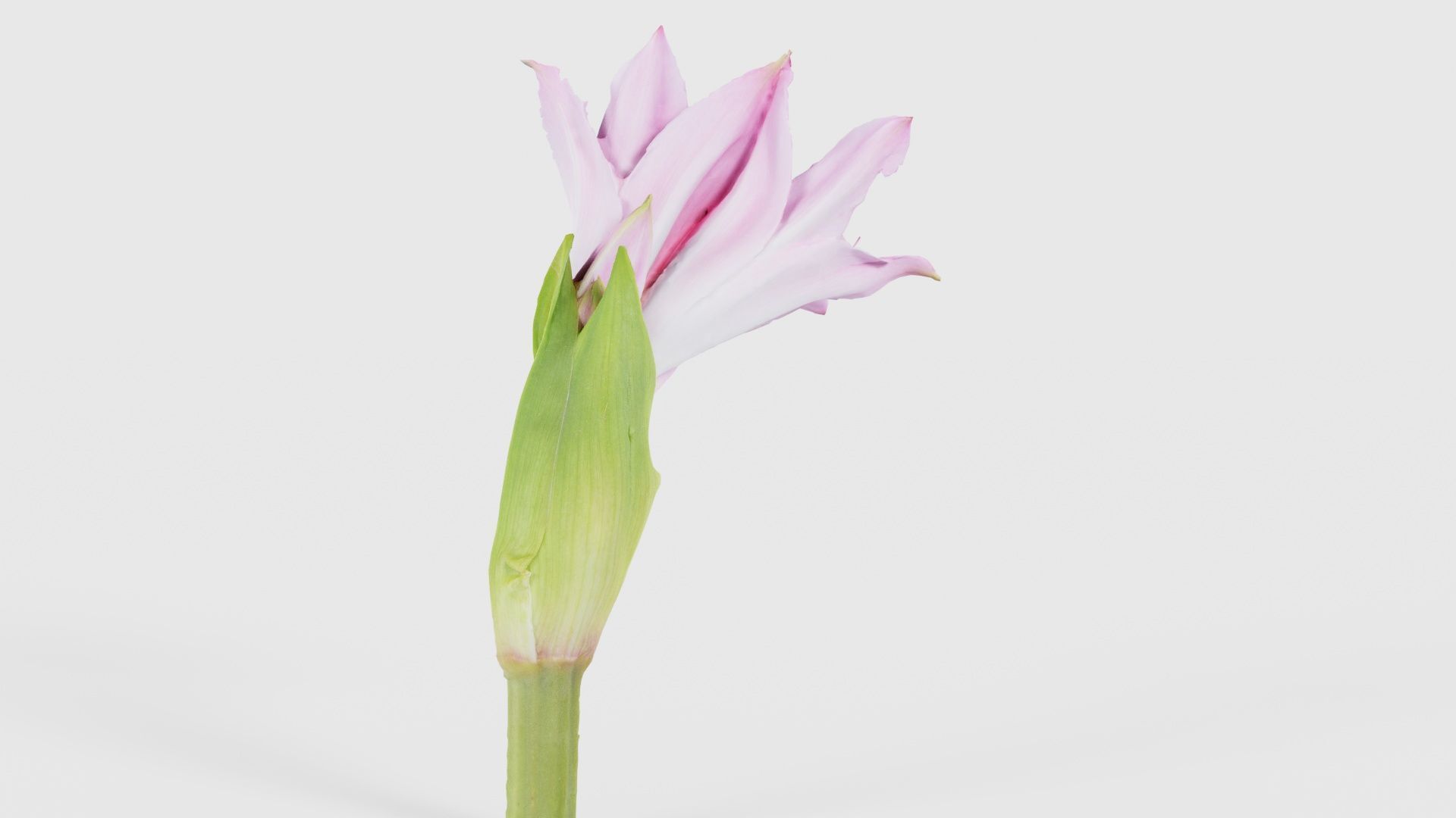 Pink Lily Low-poly 3D model_21