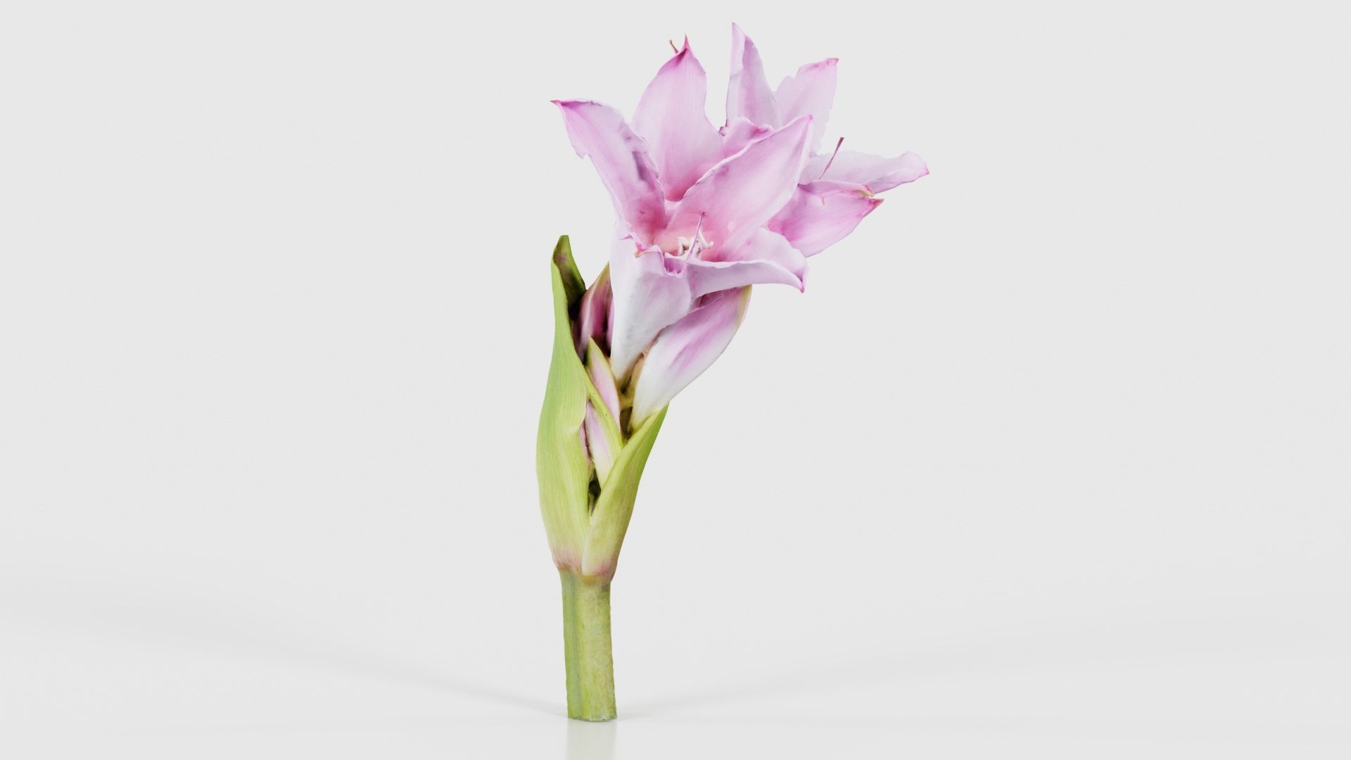 Pink Lily Low-poly 3D model_17