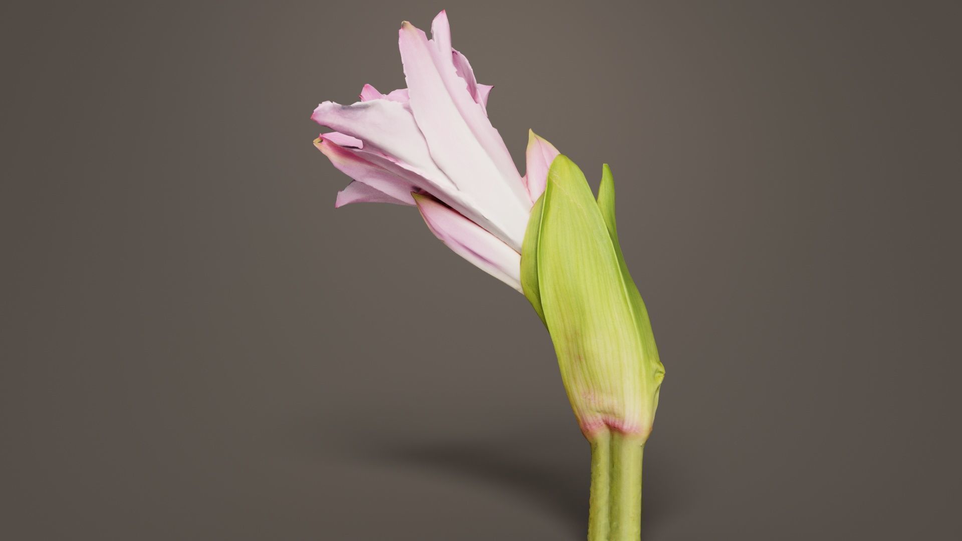 Pink Lily Low-poly 3D model_2