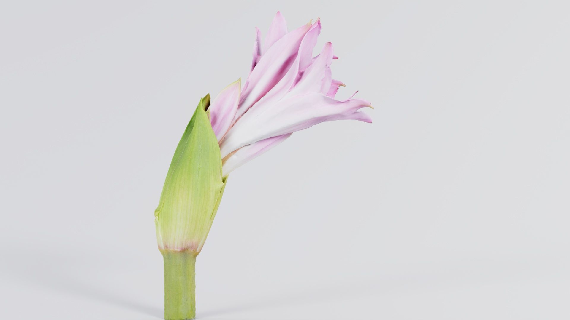 Pink Lily Low-poly 3D model_4