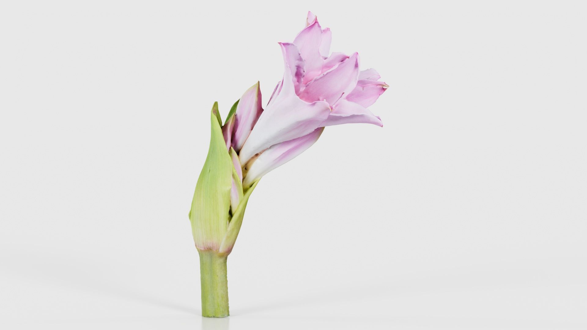 Pink Lily Low-poly 3D model_18