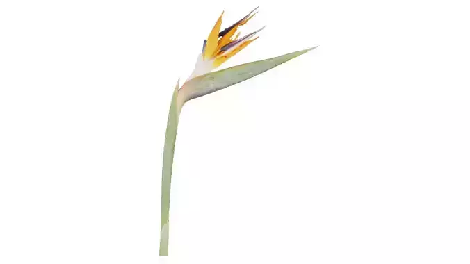 Queen Bird of Paradise Mzimvubu Craneflower Strelitzia Reginae