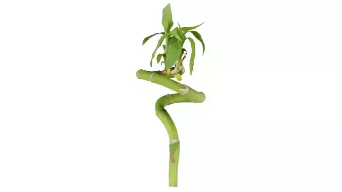 Ribbon Dracaena Low-poly 3D model